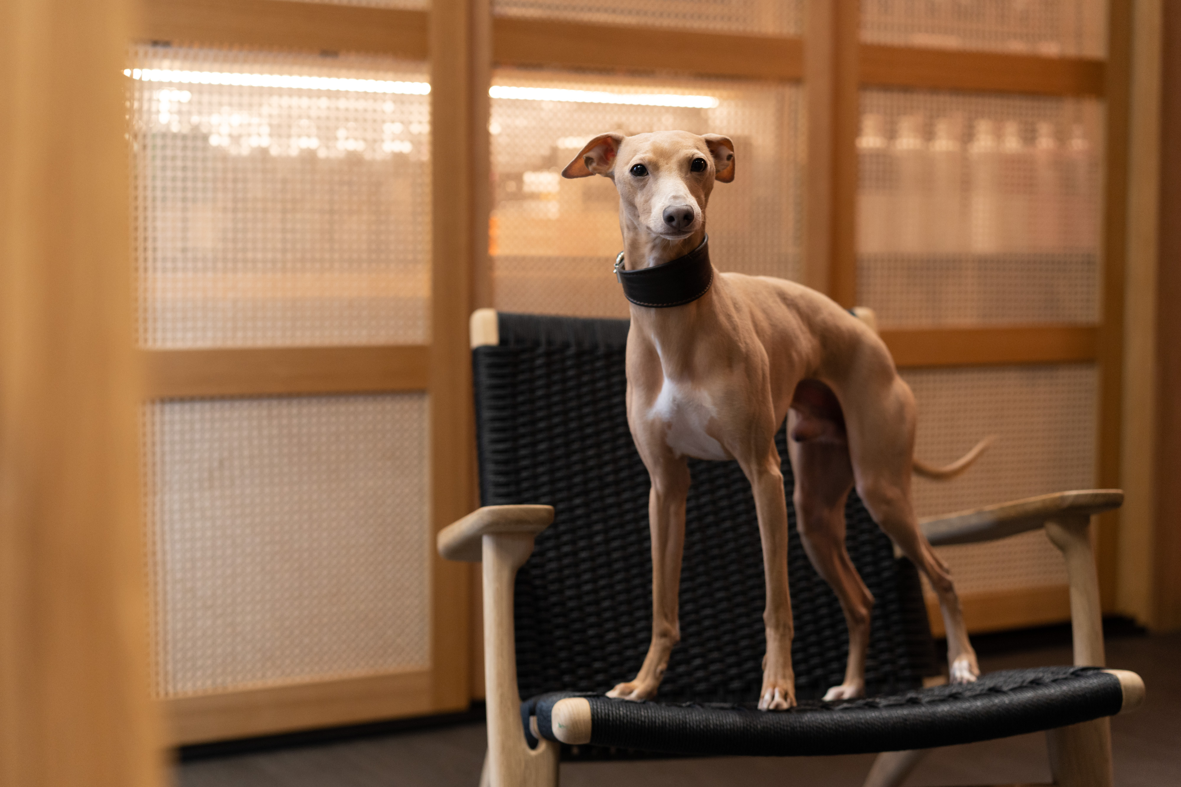 Italienisches Windspiel im Hauke Schmidt Salon Berlin